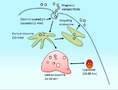 Picture for category DexoMAG®