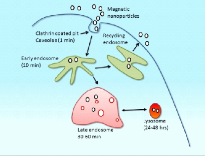 Picture of DexoMAG® - A